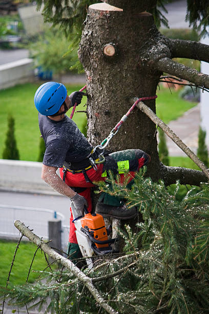 Lawn Renovation and Restoration in South Barre, VT